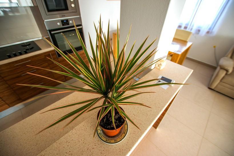 Apartment Andjela Starigrad Paklenica Exterior photo
